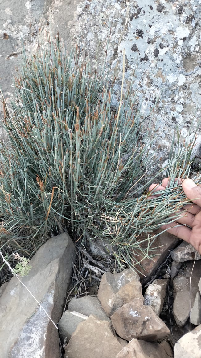 Ephedra Plant